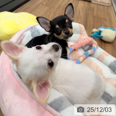 岡山県のチワワ(ロング) (ペッツワン 岡山南店/2025年9月15日生まれ/女の子/クリームフォーン)の子犬の3枚目の画像