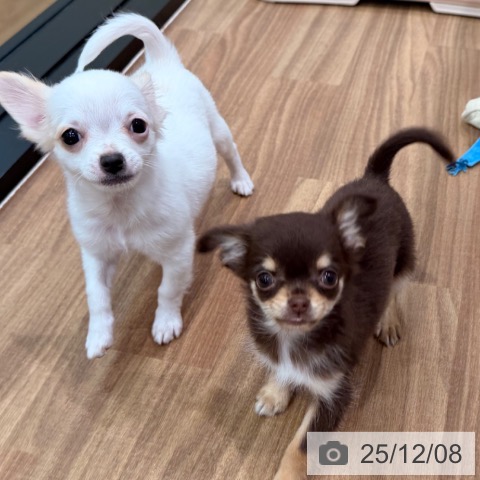 岡山県のチワワ(ロング) (ペッツワン 岡山南店/2025年9月15日生まれ/女の子/クリームフォーン)の子犬の3枚目の画像