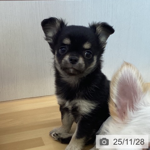 香川県のチワワ(ロング) (ペットプラス 高松店/2025年9月19日生まれ/女の子/ブラッククリーム)の子犬の4枚目の画像