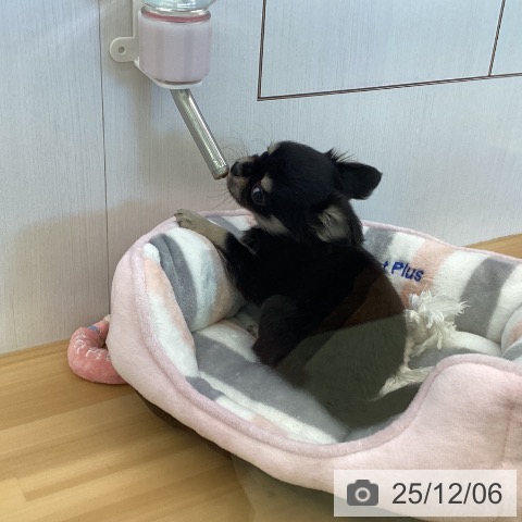 香川県のチワワ(ロング) (ペットプラス 高松店/2025年9月19日生まれ/女の子/ブラッククリーム)の子犬の3枚目の画像