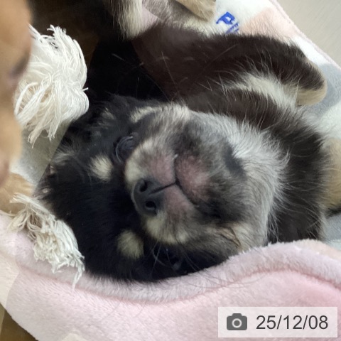 岡山県のチワワ(ロング) (ペットプラス 岡山店/2025年9月19日生まれ/女の子/ブラッククリーム)の子犬の3枚目の画像