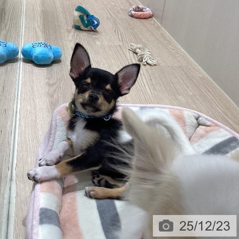 徳島県のチワワ(ロング) (ペットプラス 徳島店/2025年9月16日生まれ/男の子/ブラックタンホワイト)の子犬の3枚目の画像