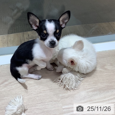 岡山県のチワワ(ロング) (ペットプラス 岡山店/2025年9月16日生まれ/女の子/ホワイトブラックタン)の子犬の4枚目の画像