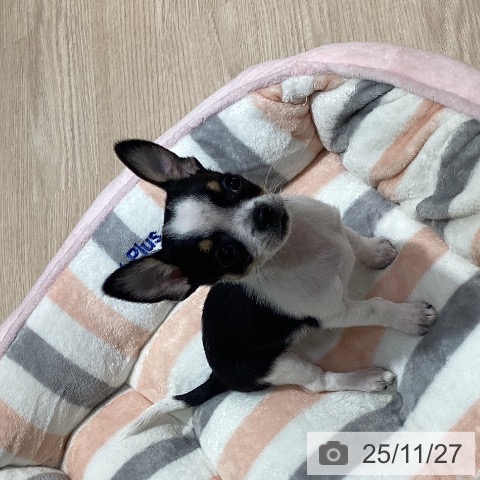 岡山県のチワワ(ロング) (ペットプラス 岡山店/2025年9月16日生まれ/女の子/ホワイトブラックタン)の子犬の3枚目の画像