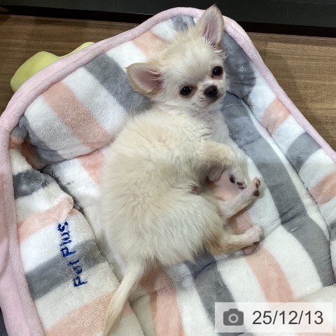 鳥取県のチワワ(ロング) (ペッツワン 日吉津店/2025年9月14日生まれ/男の子/クリームホワイト)の子犬の3枚目の画像