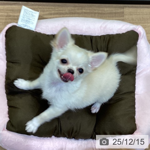 鳥取県のチワワ(ロング) (ペッツワン 日吉津店/2025年9月14日生まれ/男の子/クリームホワイト)の子犬の4枚目の画像