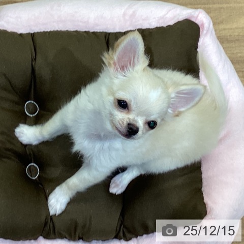 鳥取県のチワワ(ロング) (ペッツワン 日吉津店/2025年9月14日生まれ/男の子/クリームホワイト)の子犬の3枚目の画像