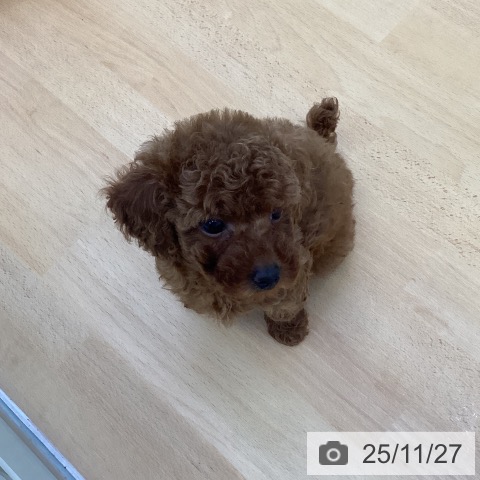 トイ・プードルの写真