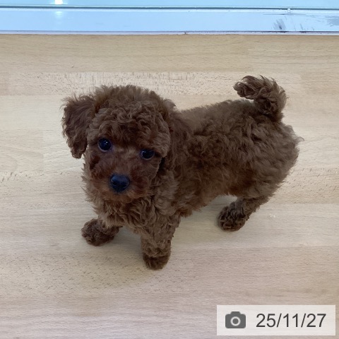 トイ・プードルの写真