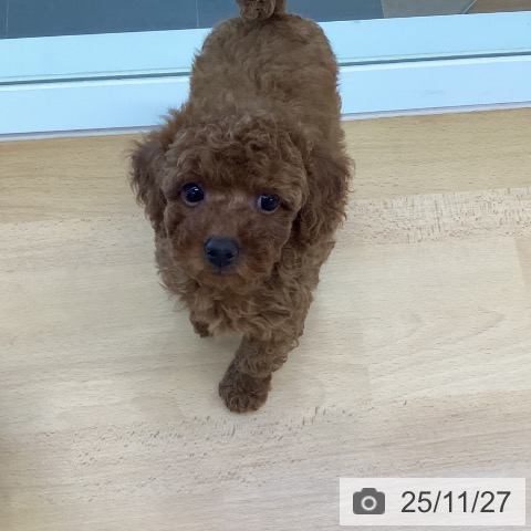 トイ・プードルの写真