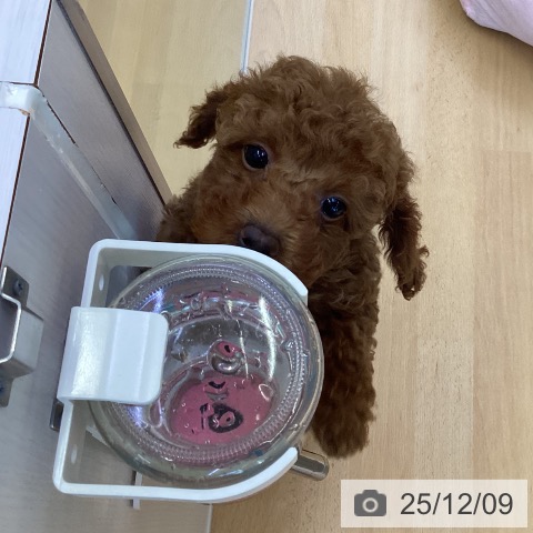 香川県のトイプードル(トイ) (ペットプラス 綾川店/2025年9月17日生まれ/女の子/レッドフォーン)の子犬の4枚目の画像