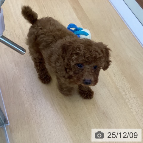 香川県のトイプードル(トイ) (ペットプラス 綾川店/2025年9月17日生まれ/女の子/レッドフォーン)の子犬の3枚目の画像