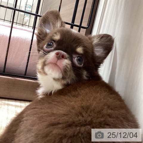 徳島県のチワワ(ロング) (ペットプラス 徳島店/2025年9月10日生まれ/男の子/チョコレートタンホワイト)の子犬の3枚目の画像