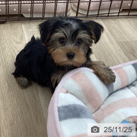 ヨークシャー・テリアの写真