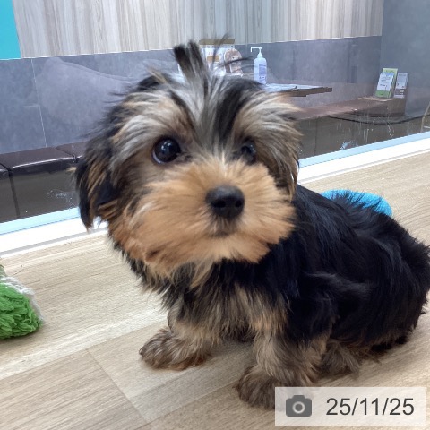 ヨークシャー・テリアの写真