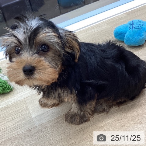 ヨークシャー・テリアの写真