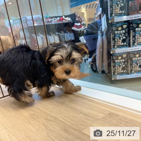 愛媛県のヨークシャーテリア (ペットプラス 新居浜店/2025年9月21日生まれ/男の子/スチールブルータン)の子犬の4枚目の画像