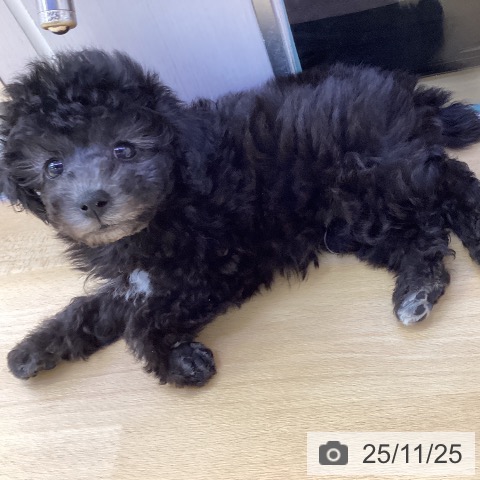 トイ・プードルの写真