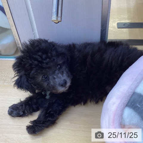 トイ・プードルの写真