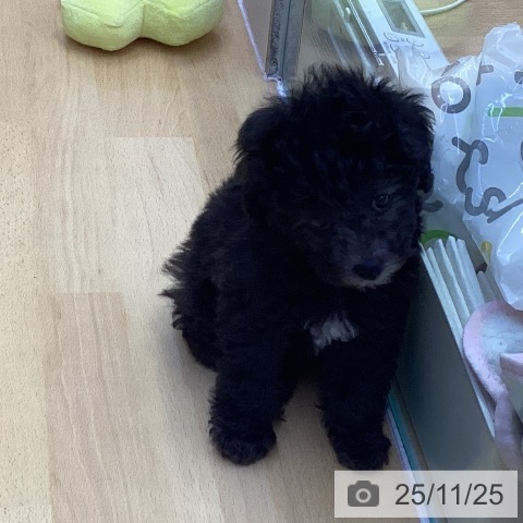 トイ・プードルの写真