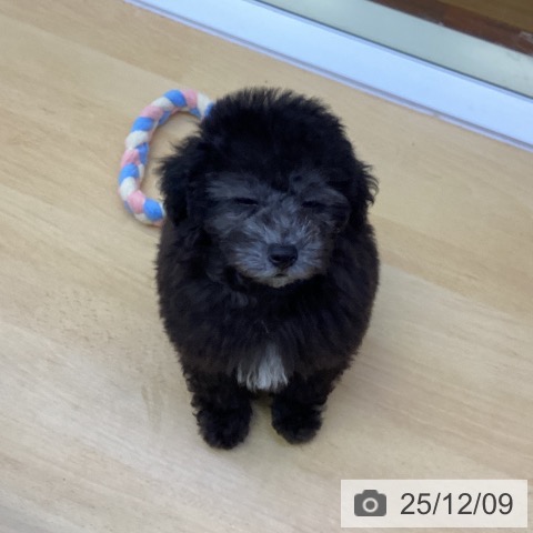 香川県のトイプードル(トイ) (ペットプラス 綾川店/2025年9月24日生まれ/男の子/シルバー)の子犬の4枚目の画像