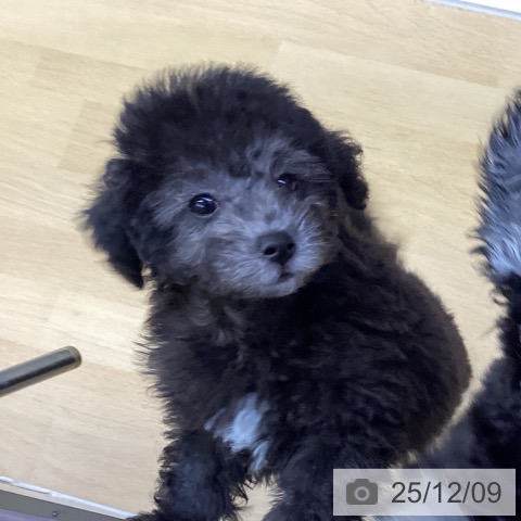 香川県のトイプードル(トイ) (ペットプラス 綾川店/2025年9月24日生まれ/男の子/シルバー)の子犬の3枚目の画像