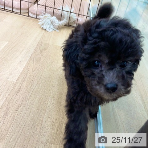 トイ・プードルの写真