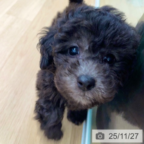 トイ・プードルの写真