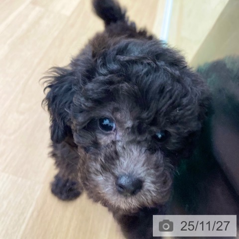 トイ・プードルの写真