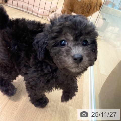 トイ・プードルの写真