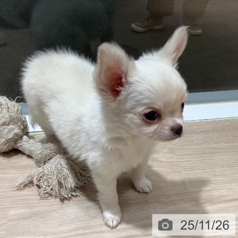 徳島県のチワワ(ロング) (ペットプラス 徳島店/2025年9月24日生まれ/女の子/クリーム)の子犬の4枚目の画像