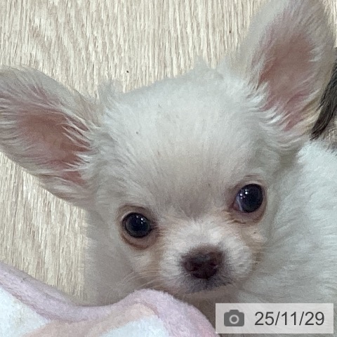 徳島県のチワワ(ロング) (ペットプラス 徳島店/2025年9月24日生まれ/女の子/クリーム)の子犬の3枚目の画像