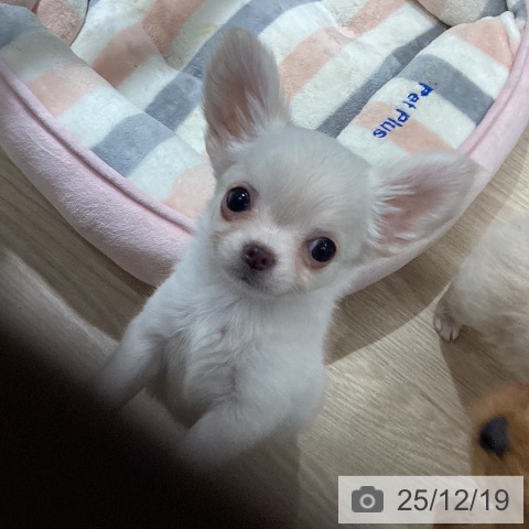 徳島県のチワワ(ロング) (ペットプラス 徳島店/2025年9月24日生まれ/女の子/クリーム)の子犬の3枚目の画像