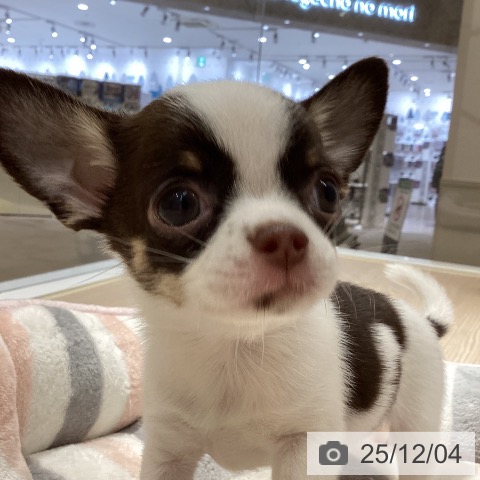 徳島県のチワワ(ロング) (ペットプラス 徳島店/2025年9月23日生まれ/女の子/ホワイトチョコレートクリーム)の子犬の3枚目の画像