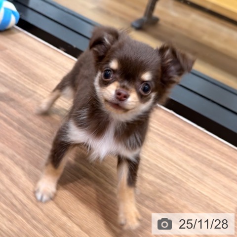 岡山県のチワワ(ロング) (ペッツワン 岡山南店/2025年9月24日生まれ/女の子/チョコレートクリーム)の子犬の4枚目の画像