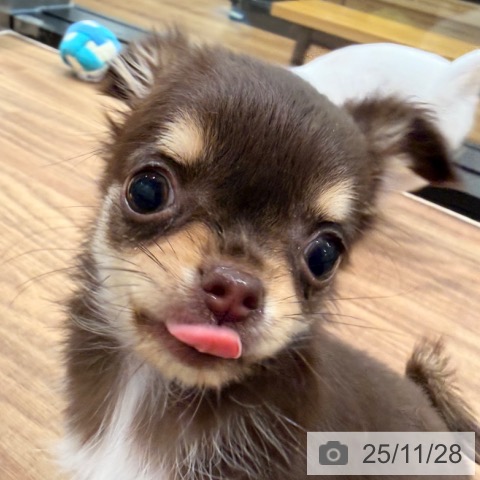 岡山県のチワワ(ロング) (ペッツワン 岡山南店/2025年9月24日生まれ/女の子/チョコレートクリーム)の子犬の3枚目の画像