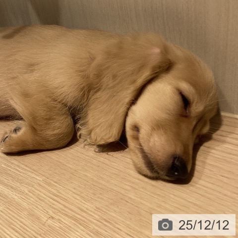 岡山県のミニチュアダックスフンド(ロング) (ペットプラス 岡山店/2025年9月26日生まれ/男の子/イエロー)の子犬の4枚目の画像