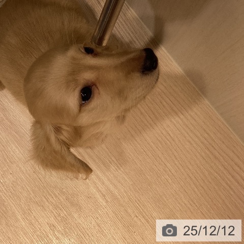 岡山県のミニチュアダックスフンド(ロング) (ペットプラス 岡山店/2025年9月26日生まれ/男の子/イエロー)の子犬の3枚目の画像