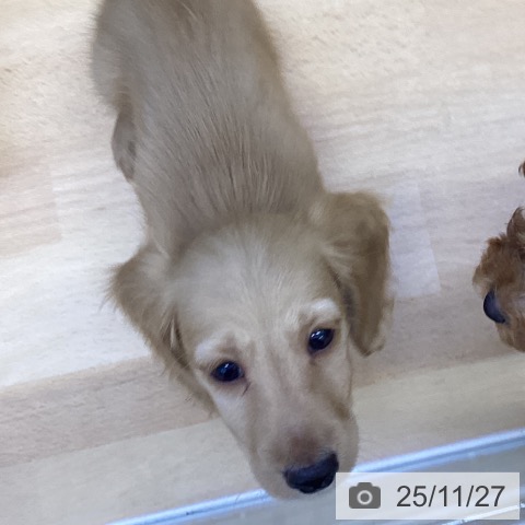 ミニチュア・ダックスフンドの写真