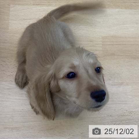 ミニチュア・ダックスフンドの写真