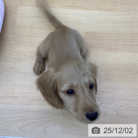 ミニチュア・ダックスフンドの写真