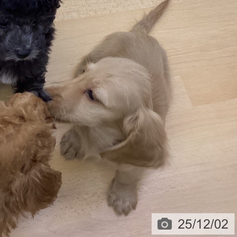 ミニチュア・ダックスフンドの写真