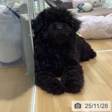 トイ・プードルの写真