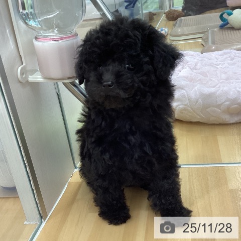 トイ・プードルの写真