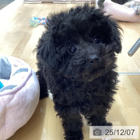長野県のトイプードル(トイ) (ペットプラス 松本店/2025年9月19日生まれ/男の子/ブラック)の子犬の3枚目の画像