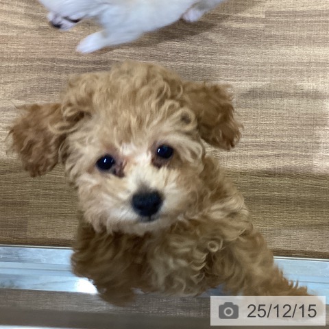 鳥取県のトイプードル(トイ) (ペッツワン 日吉津店/2025年9月22日生まれ/女の子/アプリコット)の子犬の4枚目の画像