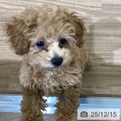 鳥取県のトイプードル(トイ) (ペッツワン 日吉津店/2025年9月22日生まれ/女の子/アプリコット)の子犬の3枚目の画像