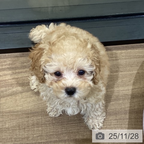 トイ・プードルの写真