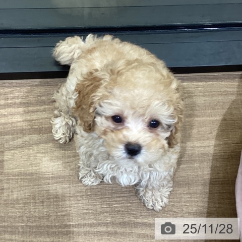 トイ・プードルの写真