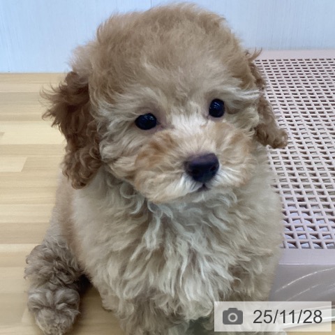 トイ・プードルの写真